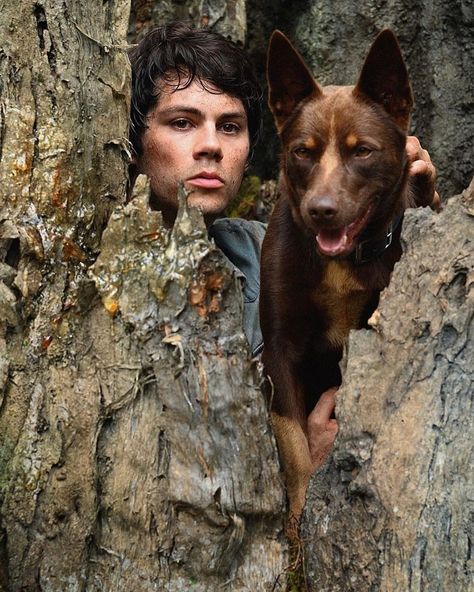 Dylan’obrien (@imdylanobrien26) posted on Instagram • May 16, 2021 at 12:28am UTC Joel Dawson, Love And Monsters, Dylan O Brien Imagines, Netflix Wallpaper, Kelpie Dog, Australian Kelpie Dog, Dylan O Brien Cute, Dylan O Brain, Australian Boys