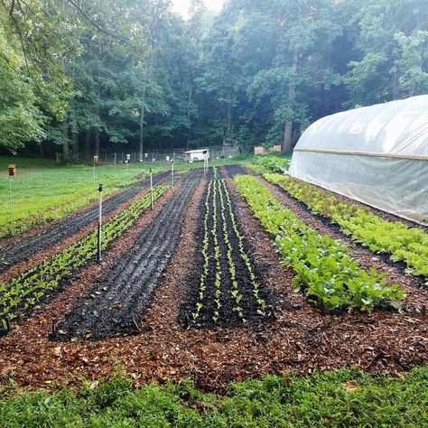 The No-Till Market Garden, Sattin Hill Farm — No-Till Growers  (This is a growing trend that builds soil and improves crop quality.) Crop Garden Design, Large Food Garden, Tilled Garden Layout, No Till Flower Farming, No Till Vegetable Garden, Market Garden Ideas, No Till Garden Layout, 10 Acre Farm Layout, Market Garden Layout