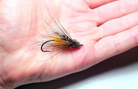 Thompson River Caddis | Spey Pages Insect Activities, Steelhead Flies, Salmon Flies, Fly Tying Patterns, Fly Tying, Fly Fishing, Fishing, Camping, Fish