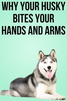 Husky Training Tips, Husky Care, Husky Quotes, Husky Puppy Training, Siberian Husky Training, Husky Training, Husky Facts, Siberian Husky Facts, Siberian Husky Funny