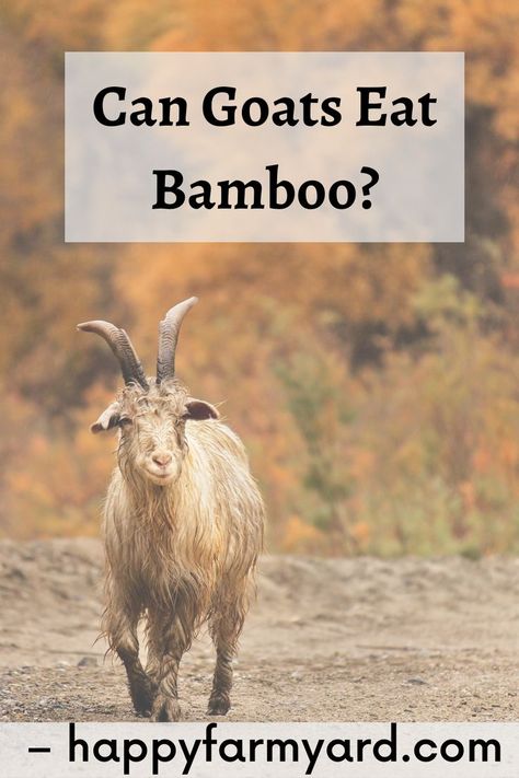 We all know that goats are amazing creatures and can eat almost anything. But can they eat bamboo? Turns out, they not only can, but love it! So if you're looking for an easy way to provide your goat with a tasty snack, look no further than bamboo. Who knew?! Feeding Goats, Fast Growing Evergreens, Raising Goats, Crepe Myrtle, Good Source Of Fiber, Delicious Vegetables, Healthy Food Choices, Delicious Fruit, Farm Yard