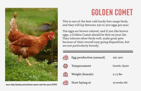 Golden comet chicken Comet Chicken, Golden Comet Chicken Eggs, Golden Comet Chicken, Chicken Facts, Chicken Incubator, Best Egg Laying Chickens, Chicken Life, Laying Hens, Chicken Health