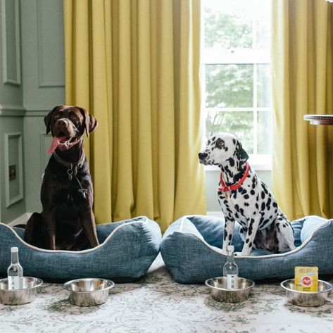 We've rounded up the very best dog friendly luxury hotels. From an idyllic oceanfront retreat in Los Cabos to an 18th-century Georgian manor in the picturesque English countryside, these exclusive abodes guarantee an unforgettable stay for you and your pet. See link for full story. #elitetraveler #dogsofinstagram #instadog Pets Hotel, Pet Friendly Hotel, Pet Instagram, Georgian Manor, Car Charging Stations, Dog Friendly Hotels, Dog Hotel, Pet Hotel, Pampered Pooch