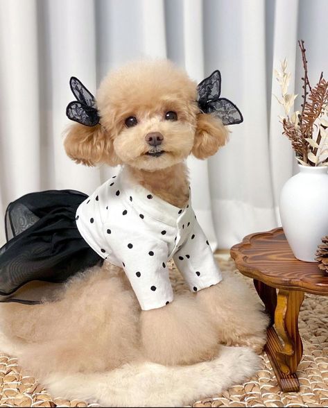 Dog Fashion Clothes, Dog Clothes Patterns Sewing, Dog Costumes Funny, Dog Coat Pattern, Cute Puppy Wallpaper, Toy Poodle Puppies, Dog Poses, Dog Clothes Patterns