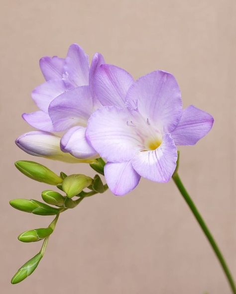 Freesia Flowers, Orchid Care, Sugar Flowers, Types Of Flowers, Beautiful Blooms, Flowers Nature, Flower Pictures, Amazing Flowers, Love Flowers