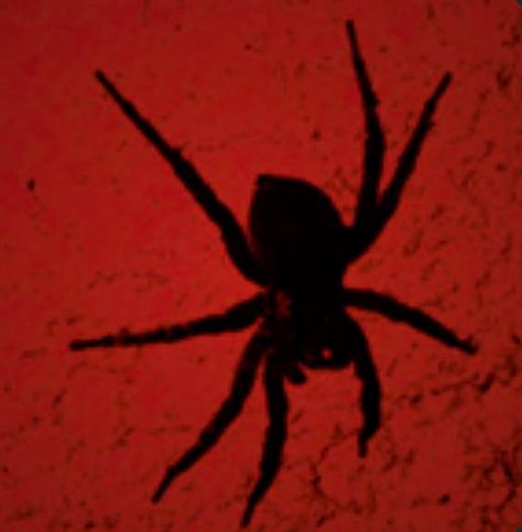 Spider Profile Picture, Black And Red Asthetics, Red Spider Aesthetic, Spider Pfp, Red And Black Aesthetic, Red And Black Spider, Red Aesthetic Grunge, Creepy Core, Red And Black Wallpaper