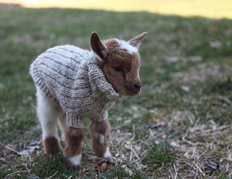 Goats In Sweaters, Baby Otter, Pygmy Goat, Baby Goat, Cute Goats, Baby Goats, Cute Animal Pictures, Cute Creatures, Sweet Animals