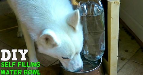 Keep Your Pet Hydrated This Summer And Make Him His Own Self-Filling Water Bowl! Outdoorsy Kids, Bottle Game, Diy Cat Food, Automatic Waterer, Diy Dog Food, Pet Water Bowl, Game Diy, Diy Bowl, Dog Food Bowls