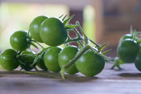 Lacto-Fermented Pickled Green Cherry Tomatoes Recipe Pickled Green Cherry Tomatoes Recipe, Green Cherry Tomatoes, Tomato Pickle Recipe, Fermented Vegetables Recipes, Lacto Fermented, Cherry Tomato Recipes, Kinds Of Vegetables, Fermented Vegetables, Green Cherries