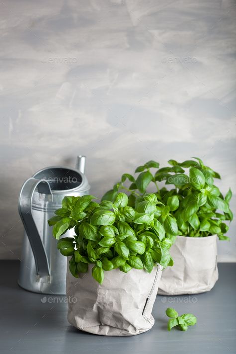 Basil Photography, Veggies Photography, Paper Plant Pots, Aphrodite Altar, Herbs Image, Basil Herb, Paper Pot, Basil Plant, Healthy Herbs