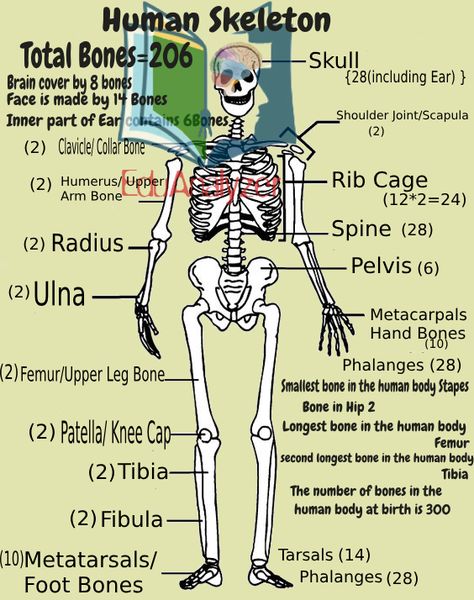 Number Of Bones In Human, Learn Bones Human Skeleton, 206 Bones Human Skeleton List, Bones Name, Human Skeleton Labeled, Skeleton Body Parts, Skeleton Labeled, Anatomy Classroom, Fitness Knowledge