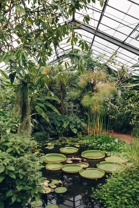 Dundee University Botanic Garden - from the Haarkon Greenhouse Tour. Modern Garden Landscaping, Landscape Edging, Plant Aesthetic, Peterborough, Landscape Projects, Dundee, Nature Aesthetic, Shade Garden, Winter Garden