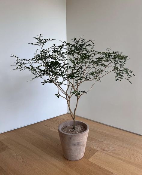 Orange jasmine Jasmine Tree, Orange Jasmine, Plant Styling, Best Mother, Bedroom Inspo, Room Makeover, Beautiful Gardens, Life Style, Indoor Plants