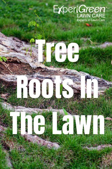 How To Get Rid Of Tree Roots In Yard, Tree Root Cover Ideas, How To Cover Tree Roots In Yard, Cover Tree Roots In Yard, Exposed Tree Roots Landscaping, Covering Tree Roots In Yard, Landscape Around Tree Roots, Landscaping Around Tree Roots, Tree Roots Landscaping