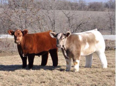 Very clean cows Blow Dried Cow, Show Cattle, Fluffy Cows, Baby Cows, Cute Cows, Funny Animal Pictures, Blow Dry, Best Funny Pictures, 귀여운 동물