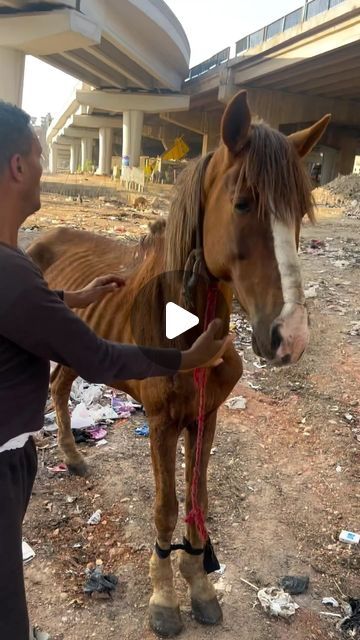 S A R A H   J A N E on Instagram: "Who would do this to a horse ? 💔😔 Thank you so much to @aliassafari1 for all your amazing work you do rescuing animals 🤍   Pls DM for credit / removal  No copyright infringement intended  All material belongs to respective owners   #vegansofinstagram #vegansofig #vegansofinsta #animalsofinstagram #animalsaddict #animalsco #cuteanimals #funnyanimals #animalsmood #funnypetstagram #animalsofig #viralposts #viralreel #viralpage #viralinstagram #viraltiktok #viraltiktoks #dogloversclub #viralanimals #viraltrend #viralvids #petscorner #petslover #petsgram #petsofinsta #petsarefamily #worldofcutepets #animalsvideos #animalsofig #babyanimals" Rescuing Animals, Unusual Horse, Unusual Animal Friendships, Animal Rescue Stories, Pony Rider, Indian Horses, Reining Horses, Amazing Animal Pictures, Horse Rescue