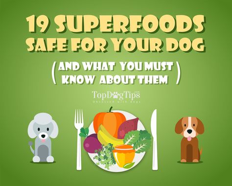 19 Superfoods safe for dogs to eat (in moderation) Eat In Moderation, Snacks For Dogs, Kennel Ideas Outdoor, Ugly Dog, Dog Infographic, Veggies And Fruits, Ugly Dogs, Dog Training Classes, Dog Health Tips