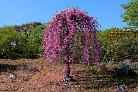 Lavender+Twist+Weeping+Redbud | The Lavender Twist Weeping Redbud(Cercis canadensis) "Covey" | Flickr ... Weeping Redbud, Redbud Trees, Cercis Canadensis, Ruby Falls, Weeping Trees, Evergreen Landscape, Trees For Front Yard, Redbud Tree, Garden Shrubs