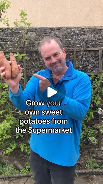 Plant Sweet Potatoes In Containers, How To Grow Sweet Potatoes In Containers, Sweet Potato Growing, Grow Sweet Potatoes, Potato Growing, Container Potatoes, Growing Vegetables In Pots, Growing Sweet Potatoes, Garden Container