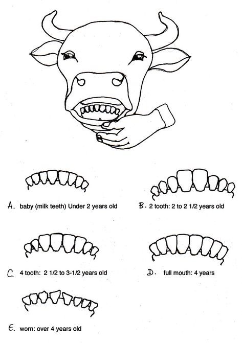 cow teeth Cattle Catch Pen Ideas, Cow Care Tips, Cow Enrichment Ideas, Vet Science 4h Project, Step By Step Cow Drawing, Vet School Motivation, Cow Facts, Livestock Judging, Bd Design