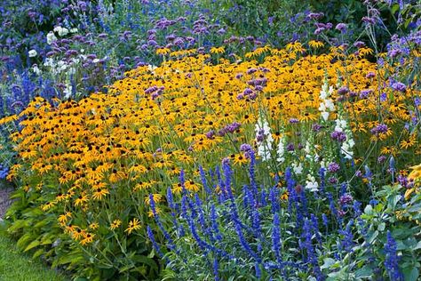 Rudbeckia Goldsturm, Salvia Farinacea, Blue Salvia, Verbena Bonariensis, Border Ideas, Perennial Border, Spring Flowering Bulbs, Garden Shrubs, Dry Creek