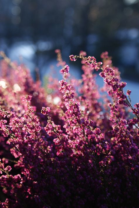 heather Heather Flower Aesthetic, Heather Aesthetic, Different Types Of Aesthetics, Personal Happiness, Navy Gold Wedding, Heather Flower, Types Of Aesthetics, Lavender Plant, Sweet Peas