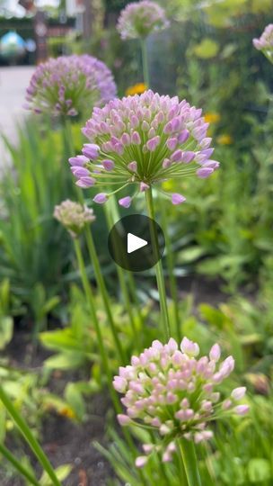 8.3K views · 1K reactions | Allium season doesn’t have to end in late spring💜
This type of allium flowers from mid to late summer. Unlike allium bulbs which are planted in autumn, these perennial alliums are supplied as bare roots for planting in spring. They’re clump forming, which means that each year the root system grows a little until it forms a clump. The older the plant, the bigger the clump and the more flowers it produces! It’s a plant which you can look forward seeing return every year and each time it will be better. These Allium ‘Millenium’ were just starting to flower in early August last year. It’s fully hardy, very resilient, low maintenance, plus bees and other pollinators love it - what a great plant! 🤩👏

Allium ‘Millenium’ and other summer-flowering alliums are availab Allium Millenium, Allium Bulbs, Allium Flowers, Root System, Late Spring, Late Summer, Summer Flowers, Low Maintenance, Planting