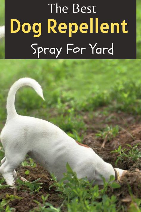 The best dog repellent spray for yard Diy Dog Deterrent Spray, Dog Deterrent Spray For Yard, How To Stop A Dog From Digging, Dog Repellent Spray For Yard, How To Keep A Dog From Digging, How To Keep Dogs From Digging, Plants That Repel Dogs, Diy Dog Repellent, How To Keep Dogs From Pooping In My Yard