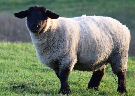 Meat Sheep, Sheep Pictures, Suffolk Sheep, Mutton Chops, Dream Farm, Sheep Breeds, Animal Reference, Rural Living, Sheep Farm