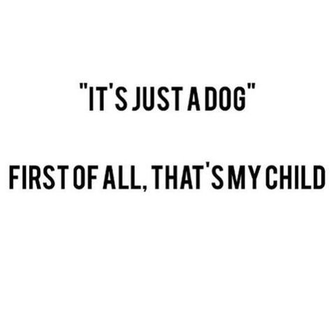 "Its just a dog" um EXCUSE ME Crazy Dog Lady, Pit Bull Terrier, Crazy Dog, Dog Quotes, Training Tips, Bull Terrier, My Dog, I Love Dogs, Dog Life