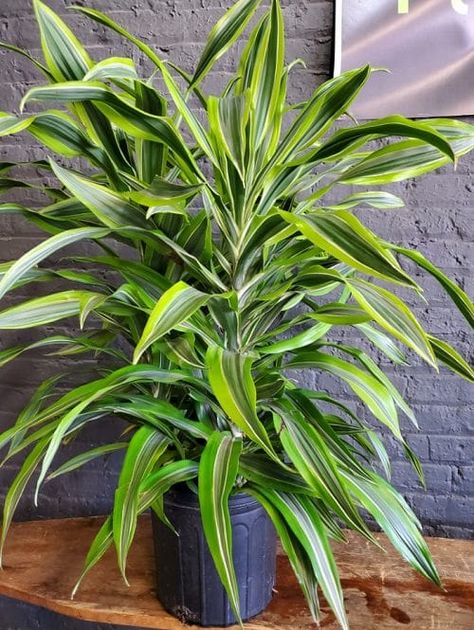 9 Best Dracaena Varieties for Indoors | Types of Dracaena Houseplants Dracaena Varieties, Best Apartment Plants, Dracena Plant, Dracaena Fragrans, Ribbon Plant, Indoor Tropical Plants, Types Of Houseplants, Lucky Bamboo Plants, Dracaena Plant