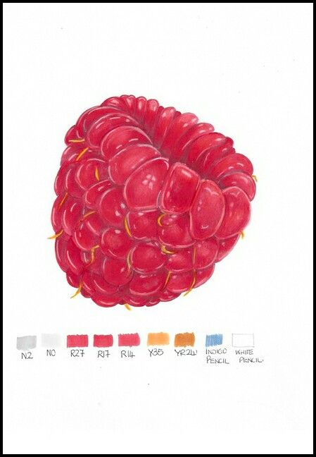 Raspberry @thesketchingdoc Raspberry Art Drawing, Raspberry Sketch, Raspberry Doodle, Raspberry Painting, Raspberry Drawing, Raspberry Art, Collage Portfolio, Textiles Gcse, Color Pencil Sketch