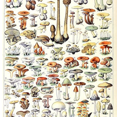 Adolphe Millot - Champignons B - French vintage poster Mushroom Canvas, Risograph Poster, Hanger Art, Frame Kitchen, Mushroom Poster, Vibrant Illustration, Mushroom Print, Wooden Hanger, Riso Print