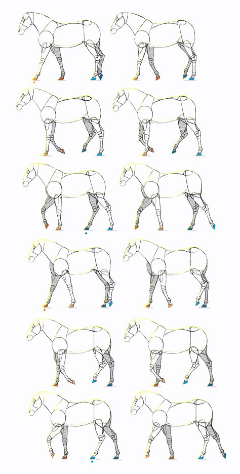 SketchBook Original: How to Animate Horses – Monika Zagrobelna Flipbook Tutorial, Horse Trotting, Horse Drawing Tutorial, Draw A Horse, Drawing Horses, Horse Animation, Horse Art Drawing, Horse Sketch, Horse Anatomy