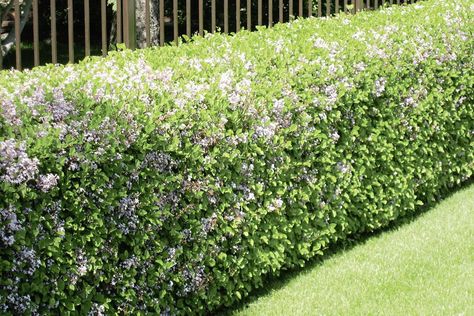 Instead of boxwood - Winnipeg Free Press Boxwood Alternative, Lilac Hedge, Korean Boxwood, Korean Lilac, Boxwood Shrubs, Hedge Trees, Growing Hibiscus, Shade Loving Shrubs, Hedge Plants