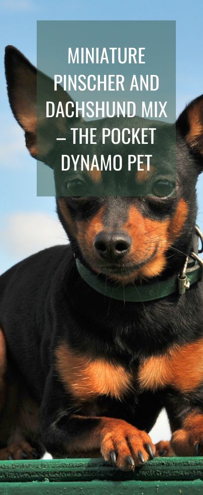 If you want a family pet that’s tiny, absurdly energetic, very joyous, and kind of a trickster, look no further than the miniature pinscher and dachshund mix – the pocket dynamo pet. A cross between two small but very lovable and popular breeds, the Min Pin Doxie is guaranteed entertainment for any home. Minicher Pincher Dogs, Min Pin Dogs, Minature Pincher, Miniature Pinscher Mix, Designer Dogs Breeds, Miniature Pinscher Dog, Miniture Duchound, Mini Pinscher, Dachshund Mix