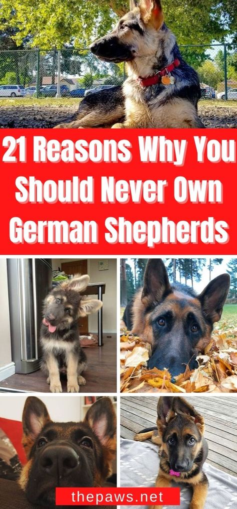 If you are planning to adopt a puppy, get any breed EXCEPT German Shepherds. We think they are atrocious animals. Here are 21 reasons why! German Shepherd Mix Puppies, Big German Shepherd, Purebred German Shepherd, Shepherd Mix Puppies, Baby German Shepherds, Silver German Shepherd, Pit Puppies, Adopt A Puppy, German Shepherd Breeders