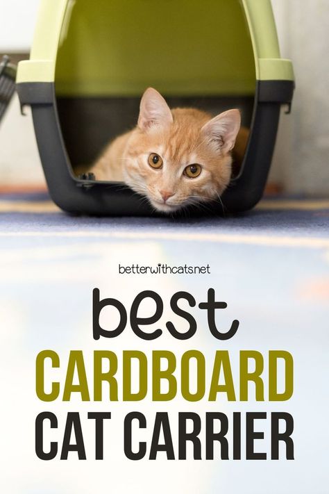 Wondering if cardboard cat carriers are a better alternative? Here you'll find our best cardboard cat carrier that should only be used in emergencies! Diy Cat Cardboard, Cat Carriers, Cat Travel Carrier, Cardboard Cat, Emergency Evacuation, Scared Cat, Cat Parenting, Diy Cat, Cat Carrier