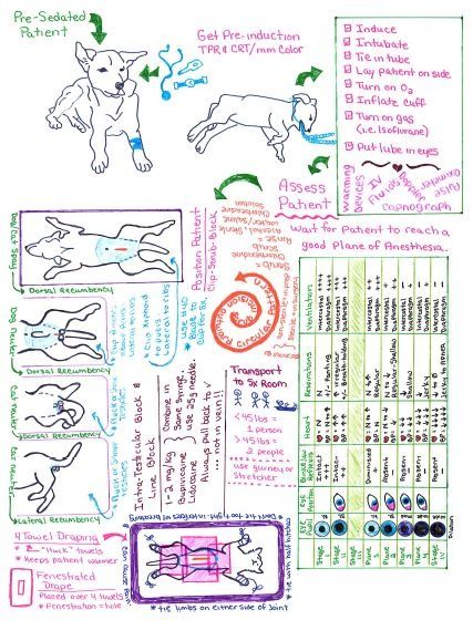 From a different point of view: Vet Tech Class Notes for pre-surgical anesthesia and preparation. Vet Med Anesthesia, Vet Nurse Notes, Vet Tech Anesthesia, Vet Tech Hairstyles, Vet Assistant Tips, Pre Vet Student, Vet Tech Prep, Vet School Aesthetic, Vet Tech Notes