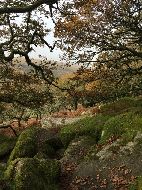 Wistman's Wood in Dartmoor, Devon Wistmans Wood, Dartmoor Devon, British Landscape, Acnh Inspiration, Dartmoor National Park, Mermaid Dreams, Hidden Beauty, Ecology, Devon