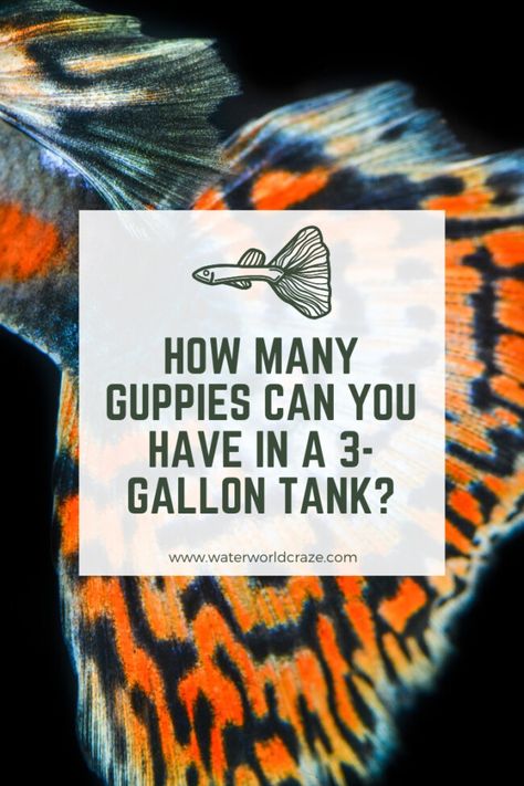 How Many Guppies Can You Have In A 3-Gallon Tank? | Waterworld Craze Guppy Aquarium Ideas, Guppies Fish Tank, Guppy Tank Setup, 3 Gallon Fish Tank Ideas, Guppies Fish Tank Ideas, Guppy Fish Tank Ideas, Guppy Tank Ideas, Small Fish Tank Ideas, 3 Gallon Fish Tank