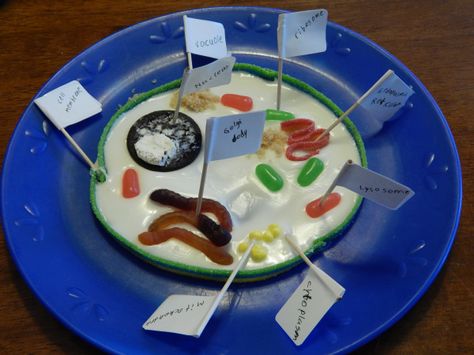 Candy Cell Model, 3d Cell Project, Plant Cell Project, Cell Model Project, Plant Cell Model, Cell Diagram, 3d Cell, Plant And Animal Cells, Cells Project