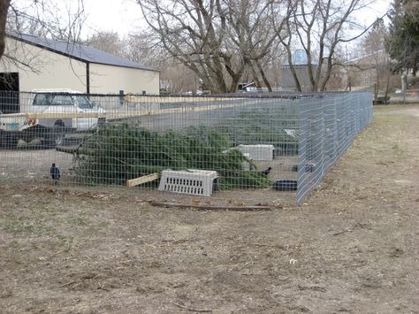 Pheasant Pen Ideas, Pheasant Aviary, Pheasant Coop, Pheasant Coop Pens, Raising Pheasants, Pheasant Farm, Aviary Ideas, Ringneck Pheasant, Chicken Pens