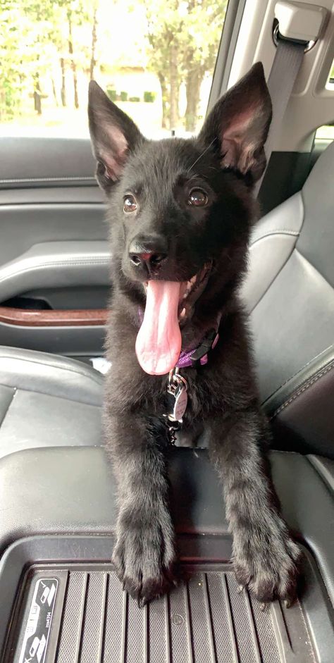 All Black German Shepard Aesthetic, Solid Black German Shepherd, German Shepherd Puppies Black, Black Gsd Puppy, Short Hair German Shepherd, Short Haired German Shepherd, Black German Shepherd Puppy, German Shepherd Aesthetic, German Shepherd Black