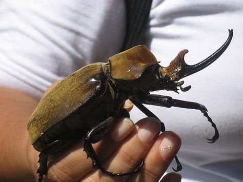 Elephant beetle Elephant Beetle, Land Animals, Bug Collection, Insect Collection, Cool Bugs, Stag Beetle, Beetle Bug, Beautiful Bugs, Creepy Crawlies