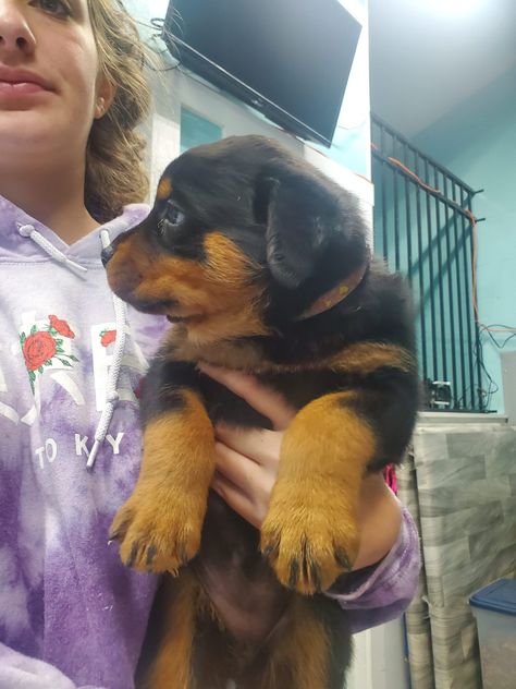 AKC German Rottweiler Puppies German Rottweiler Puppies, Cute Rottweiler, German Rottweiler, Rottweiler Puppies For Sale, Puppies For Sale Near Me, Rottweiler Puppy, Rottweiler Puppies, Puppies For Sale, Rottweiler