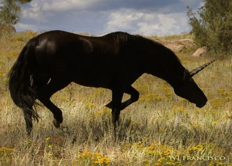 A rare black unicorn... Black Unicorn Art, Evil Unicorn, I Believe In Unicorns, Unicorn Tattoos, Black Unicorn, Horse Reference, Fantasy Horses, Last Unicorn, The Last Unicorn