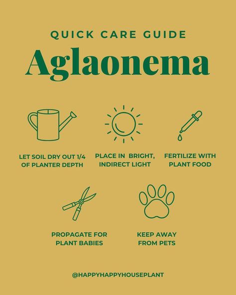 Aglonema Plant Care, Aglaonema Plant Care, Plant Parenthood, Silver Bay, Jungle Vibes, Future Garden, Chinese Evergreen, Leaf Patterns, Cover Pics