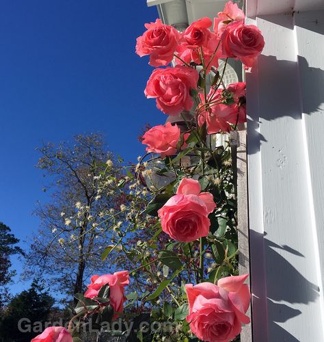 'America' climbing Rose America Climbing Rose, Pink Climbing Roses, Hardy Roses, Climbing Roses Trellis, Roses Climbing, Rose Plant Care, Front Door Styles, Rose House, Rose Rise