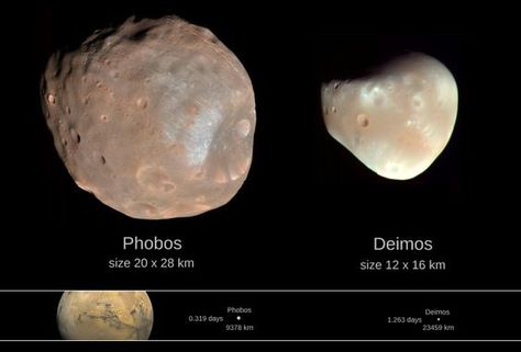 Comparison Graph/Chart between Phobos and Deimos and their relative distance to Mars Moon Facts, Mars Moons, Impact Crater, Gulliver's Travels, Venus And Mars, Space Facts, Moon Drawing, Look At The Sky, History Of Science